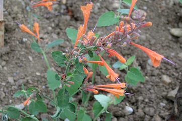 Agastache aurantiaca