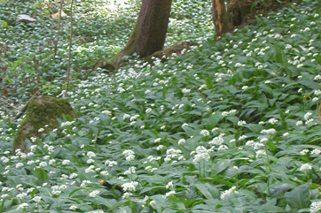 Bärlauch mit Knospen