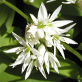 Bärlauchblüte