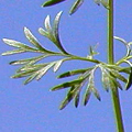 Dillzweig