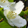 Falscher Jasmin, Blüte