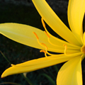 Blüte