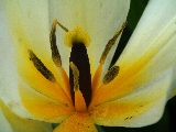 Tulpe