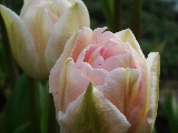 Tulpen