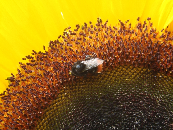 Sonnenblume mit Biene