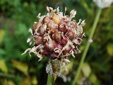 Knoblauch