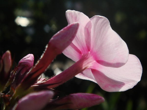 Phlox