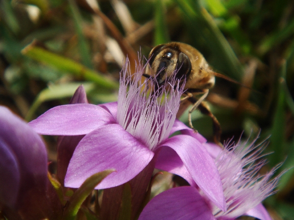 Alpeblume mit Biene