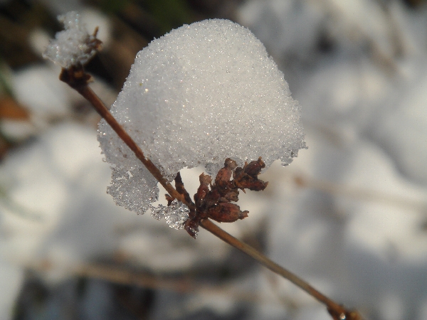 Schnee