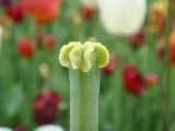 Tulpenstempel