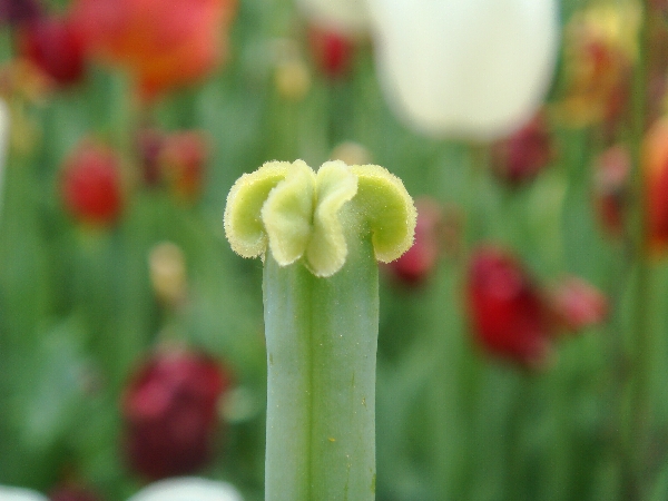 Tulpenstempel