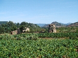 Languedoc