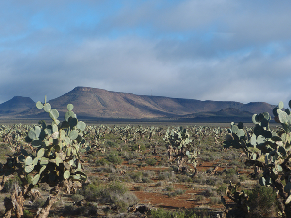 Karoo