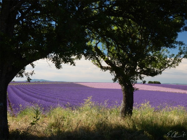 Plateau de Valensol