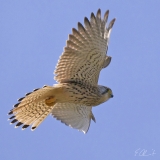 Turmfalke