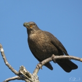 Amsel