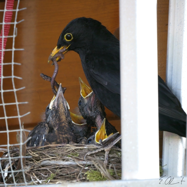 Amsel