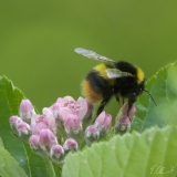 Wiesenhummel