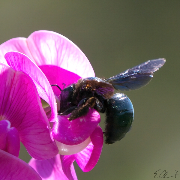 blauschwarze Holzbiene