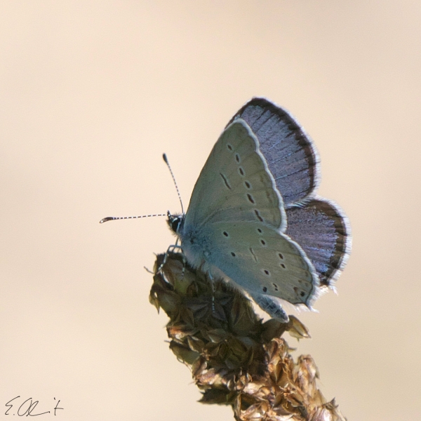 Kurzschwnziger Bluling